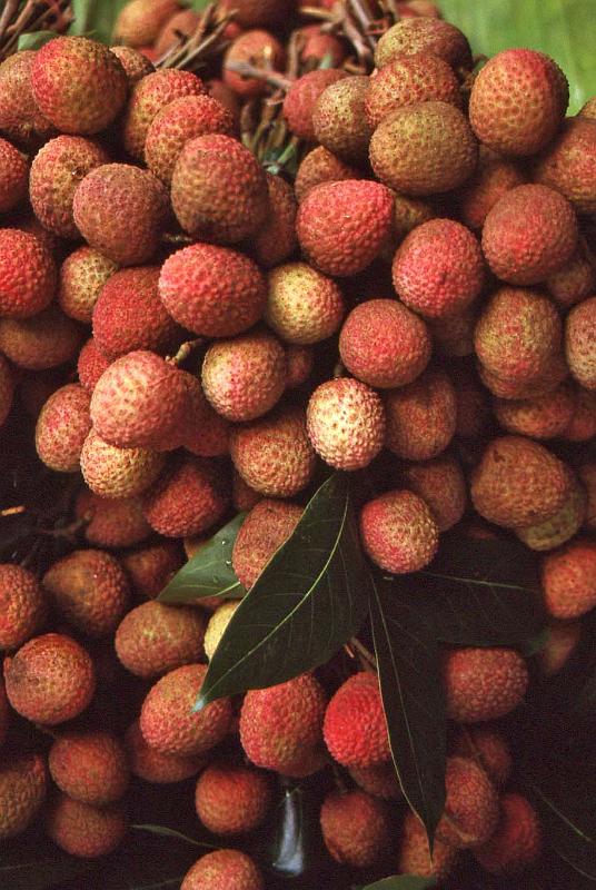 WT 0800 121-32 Thailand.jpg